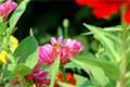 Gardening tips article