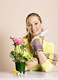 Tips Rose Gardening